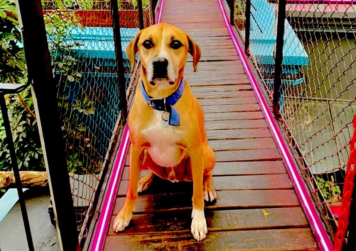 Día del Animal en Lado V: ofrecerán una pinta de regalo y alimento para las mascotas