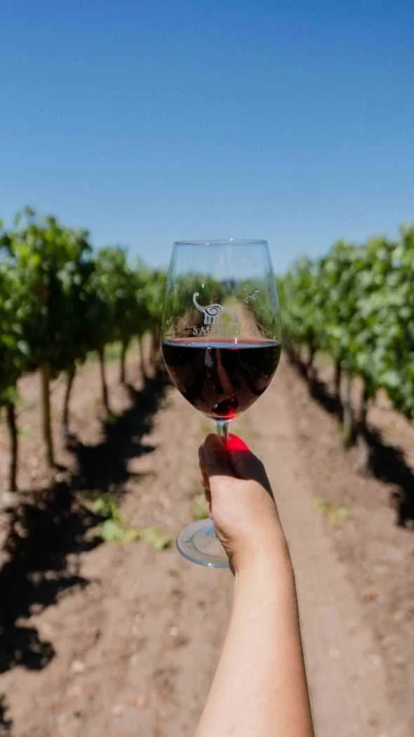 EL MES DE AGOSTO ES DEL PINOT NOIR. EL MES DE AGOSTO ES DE FAMILIA SCHROEDER